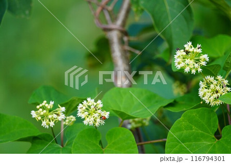 白花可憐な朝鮮五味子 116794301