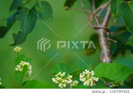 白花可憐な朝鮮五味子 116794302