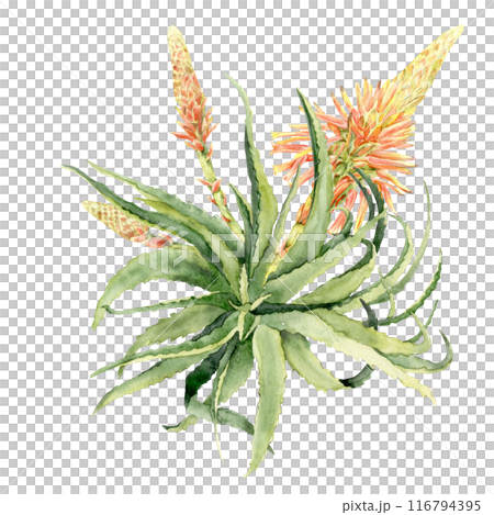 watercolor aloe rosette with an open flower watercolor aloe rosette with an open flower 116794395