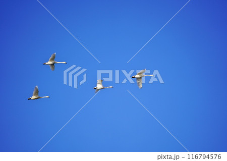 白鳥舞う 116794576