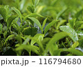 新緑が美しい お茶の葉 116794680