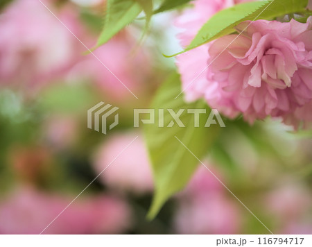 4月に咲いたピンク色のサトザクラ「紅華(コウカ)」 4月に咲いたピンク色のサトザクラ「紅華(コウカ)」 116794717