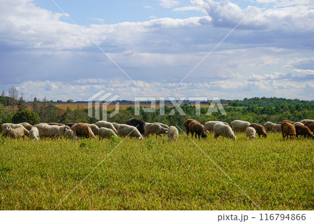A flock of sheep grazes on a farm meadow. Summer day. Farming and animal husbandry. The sheep eats grass on a self-run 116794866