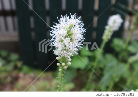 花壇に咲くリアトリスの白い花 花壇に咲くリアトリスの白い花 116795292