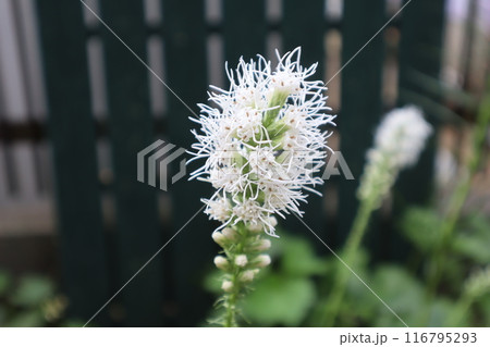 夏に咲くリアトリスの白い花 夏に咲くリアトリスの白い花 116795293