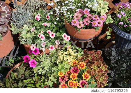 夏の花の寄せ植え＆寄せ鉢 116795296