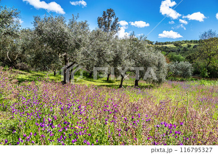 Hiking along the river Vascao located near Gioes in the Algarve region in Portugal. 116795327