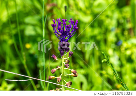 Hiking along the river Vascao located near Gioes in the Algarve region in Portugal. Hiking along the river Vascao located near Gioes in the Algarve region in Portugal. 116795328