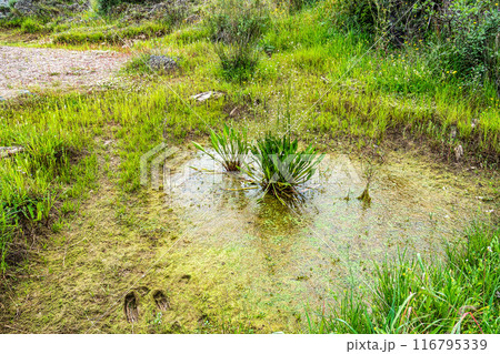The Leap of the wolf, Pulo do Lobo waterfall in the Guadiana Valley Natural Park at Mertola, Portugal 116795339