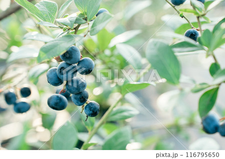 たわわに実った食べ頃のブルーベリーの実 116795650