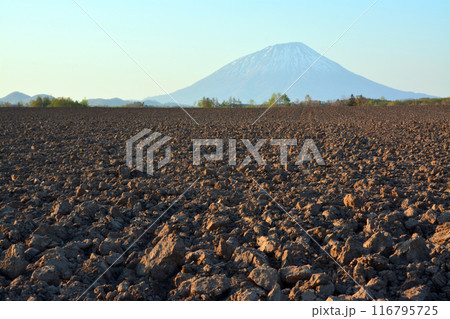 優美・壮大なる蝦夷富士「後志山・後方羊蹄山」 優美・壮大なる蝦夷富士「後志山・後方羊蹄山」 116795725