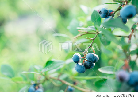 たわわに実った食べ頃のブルーベリーの実 116795768