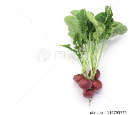 新鮮なラディッシュ （二十日大根）白背景 116795775