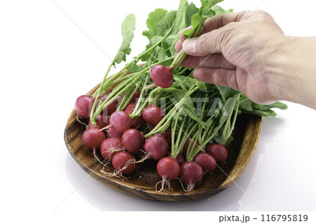 新鮮なラディッシュ (二十日大根)白背景 新鮮なラディッシュ (二十日大根)白背景 116795819
