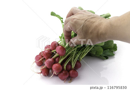 新鮮なラディッシュ （二十日大根）白背景 116795830