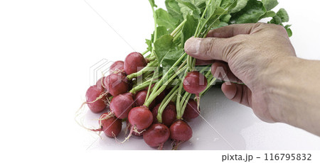 新鮮なラディッシュ (二十日大根)白背景 新鮮なラディッシュ (二十日大根)白背景 116795832
