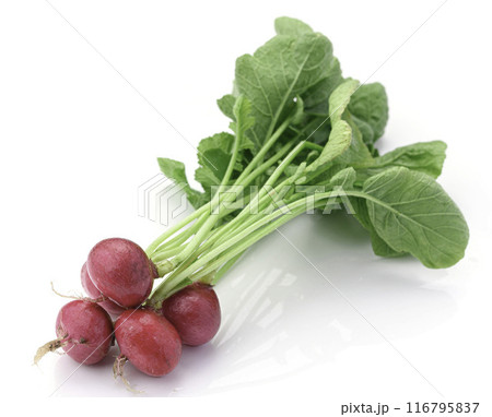 新鮮なラディッシュ （二十日大根）白背景 116795837