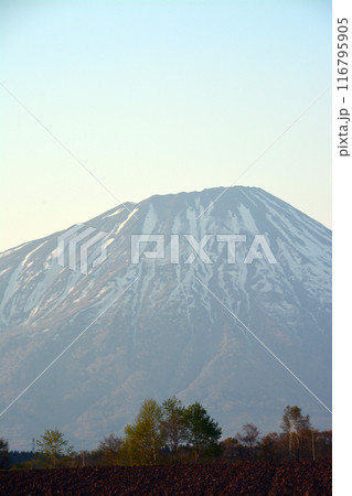 優美・壮大なる蝦夷富士「後志山・後方羊蹄山」 優美・壮大なる蝦夷富士「後志山・後方羊蹄山」 116795905