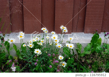 Daisies by the fence. Daisies by the fence. 116795912