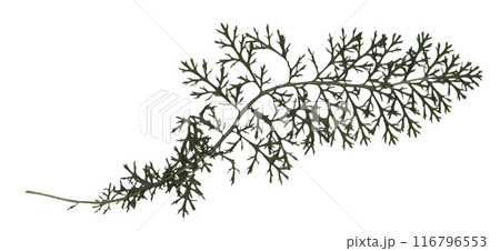 Yarrow leaf. Dried plant isolated Yarrow leaf. Dried plant isolated 116796553