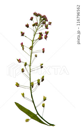 Dried alyssum flower isolated on a white background. Herbarium. Dried alyssum flower isolated on a white background. Herbarium. 116796562