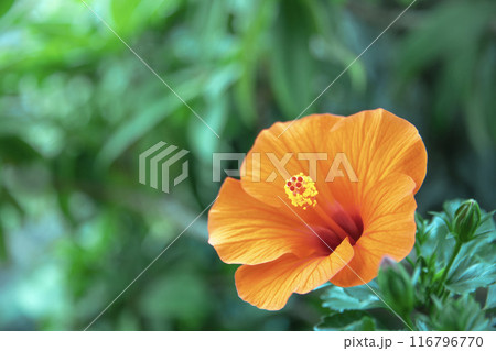 南国の花ハイビスカス サマーブリーズ 南国の花ハイビスカス サマーブリーズ 116796770