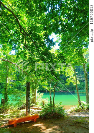 ドッコ沼　蔵王　新緑 116796818