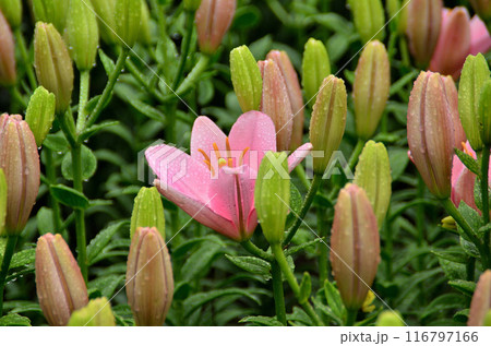 埼玉県深谷市アクアパラダイスパティオ しっとりと雨に濡れる美しい百合 埼玉県深谷市アクアパラダイスパティオ しっとりと雨に濡れる美しい百合 116797166