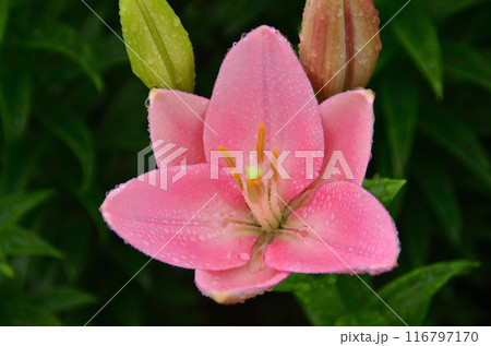 埼玉県深谷市アクアパラダイスパティオ　しっとりと雨に濡れる美しい百合 116797170