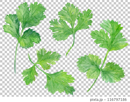 香菜水彩插圖集 116797186