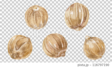 コリアンダーの種 水彩イラスト コリアンダーの種 水彩イラスト 116797190