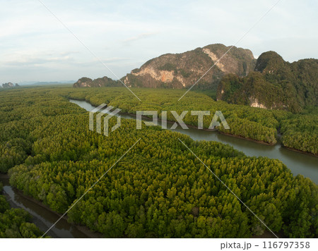 Amazing abundant mangrove forest, Aerial view of forest trees, Rainforest ecosystem and healthy environment background,Texture of green trees forest top down, High angle view 116797358