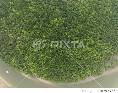 Amazing abundant mangrove forest, Aerial view of forest trees, Rainforest ecosystem and healthy environment background,Texture of green trees forest top down, High angle view Amazing abundant mangrove forest, Aerial view of forest trees, Rainforest ecosystem and healthy environment background,Texture of green trees forest top down, High angle view 116797377
