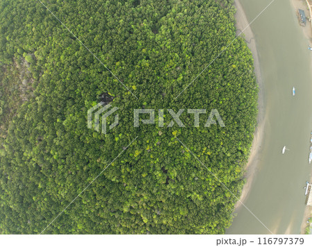 Amazing abundant mangrove forest, Aerial view of forest trees, Rainforest ecosystem and healthy environment background,Texture of green trees forest top down, High angle view 116797379
