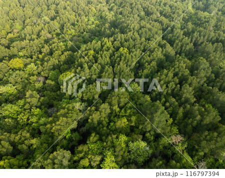Amazing abundant mangrove forest, Aerial view of forest trees, Rainforest ecosystem and healthy environment background,Texture of green trees forest top down, High angle view 116797394