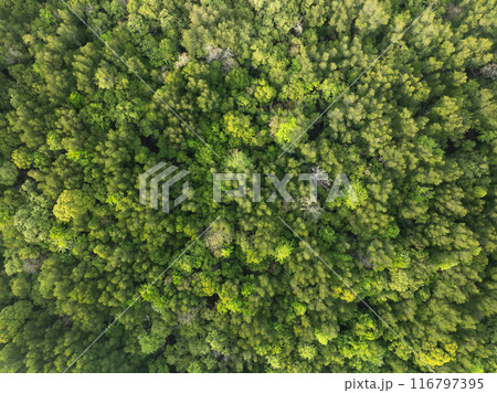Amazing abundant mangrove forest, Aerial view of forest trees, Rainforest ecosystem and healthy environment background,Texture of green trees forest top down, High angle view 116797395