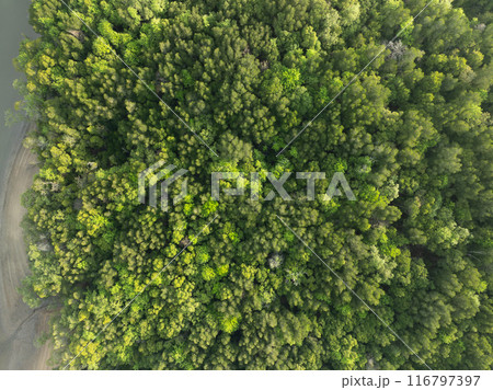 Amazing abundant mangrove forest, Aerial view of forest trees, Rainforest ecosystem and healthy environment background,Texture of green trees forest top down, High angle view 116797397