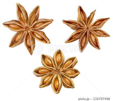 八角（スターアニス）の水彩イラスト 116797496