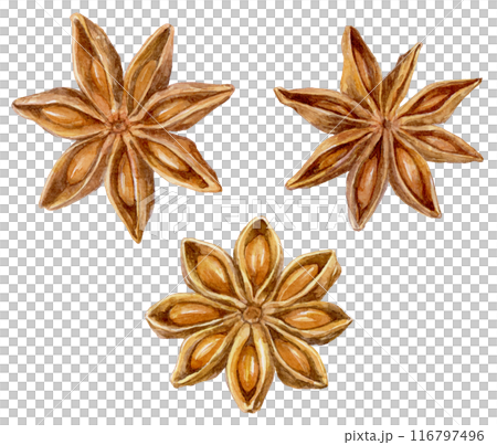 八角（スターアニス）の水彩イラスト 116797496
