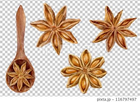 八角茴香水彩插圖集 八角茴香水彩插圖集 116797497