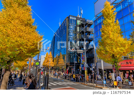 東京 渋谷区 原宿駅周辺の紅葉 東京 渋谷区 原宿駅周辺の紅葉 116797534
