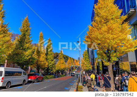 東京　渋谷区　原宿駅周辺の紅葉 116797542