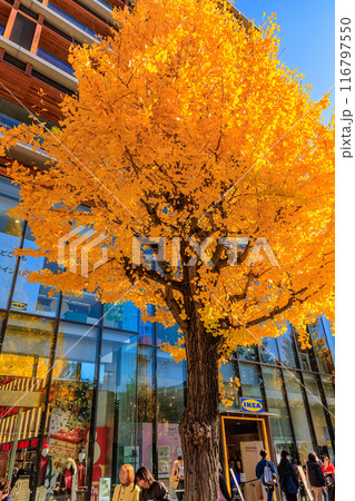 東京　渋谷区　原宿駅周辺の紅葉 116797550