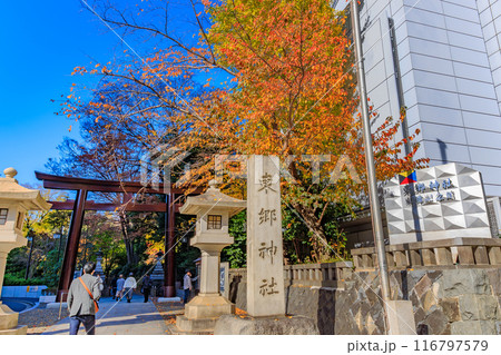 東京 渋谷区 原宿周辺の紅葉 東京 渋谷区 原宿周辺の紅葉 116797579