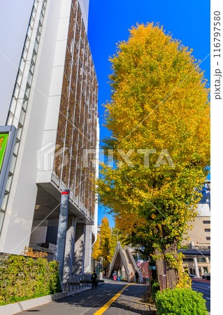 東京 渋谷区 原宿周辺の紅葉 東京 渋谷区 原宿周辺の紅葉 116797580