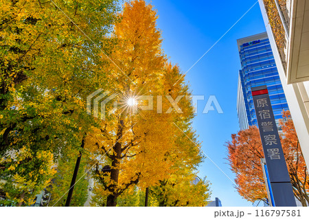 東京 渋谷区 原宿周辺の紅葉 東京 渋谷区 原宿周辺の紅葉 116797581