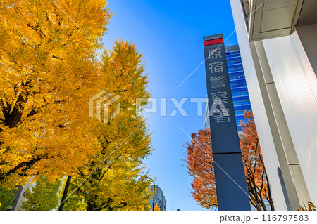 東京 渋谷区 原宿周辺の紅葉 東京 渋谷区 原宿周辺の紅葉 116797583
