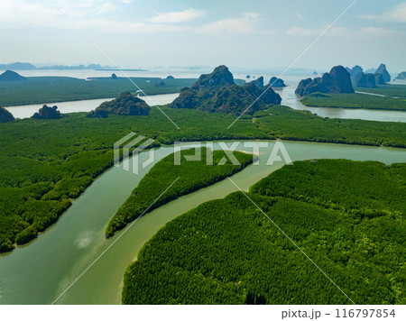 Amazing abundant mangrove forest, Aerial view of forest trees Rainforest ecosystem and healthy environment background, Texture of green trees forest top down, High angle view 116797854