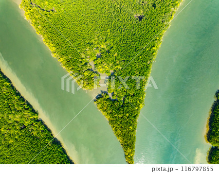 Amazing abundant mangrove forest, Aerial view of forest trees Rainforest ecosystem and healthy environment background, Texture of green trees forest top down, High angle view Amazing abundant mangrove forest, Aerial view of forest trees Rainforest ecosystem and healthy environment background, Texture of green trees forest top down, High angle view 116797855
