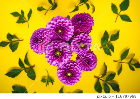 Pink dahlia flowers bouquet on a yellow background Pink dahlia flowers bouquet on a yellow background 116797969